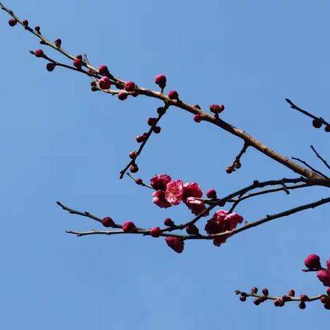 暗香疏影—2022唐村梅园