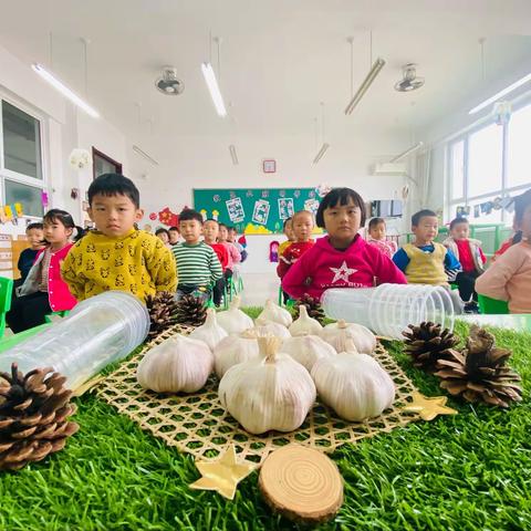 龙都中心幼儿园     沙戈庄分园    大二班——《生命的奥秘～水培大蒜》