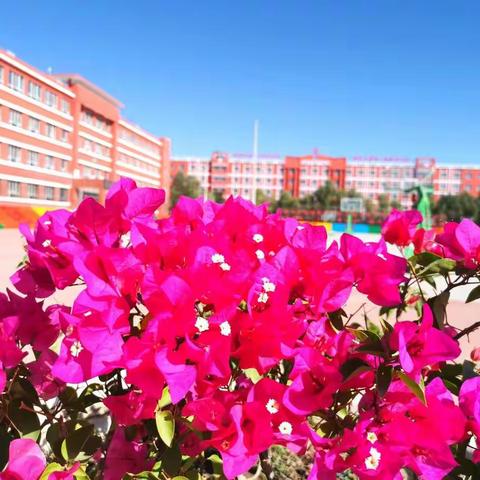 如树应安住的美篇