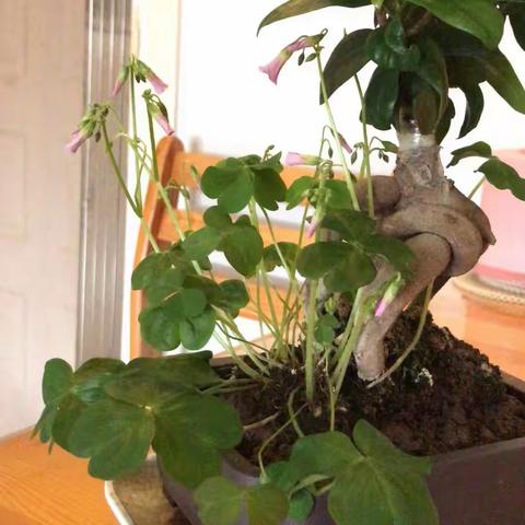 灵性花草