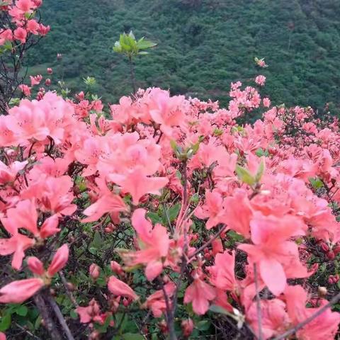 美篇：围山杜鹃别样红