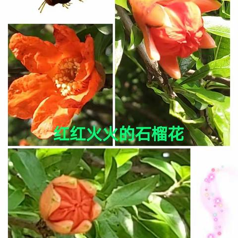 美篇：夏日芬芳