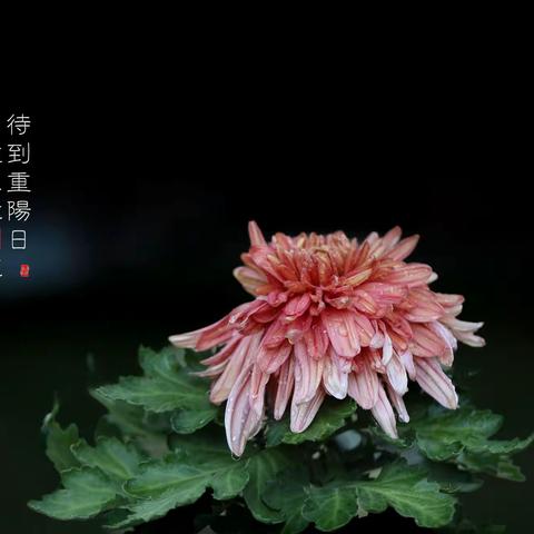 待到重阳日 还来就菊花