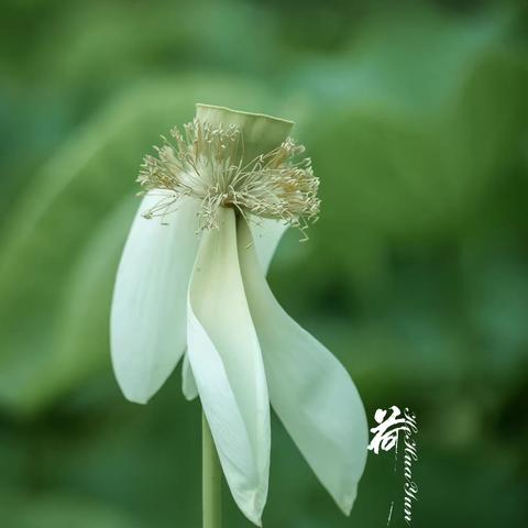 凋零的荷花......