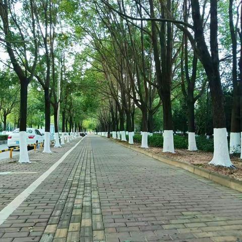 【久久园林】树木添新妆 涂白正当时