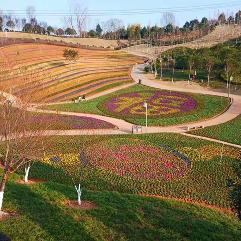 【久久园林】用“绣花功夫”营建花海景观，扮靓市容迎新年