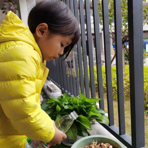 吉首市第五幼儿园小一班之《给植物浇水、给动物喂食》