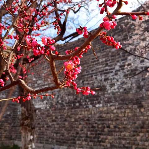 踏青寻花春风漾，赏梅揽香精神爽！京华赏梅第一处——明城墙遗址公园梅花园