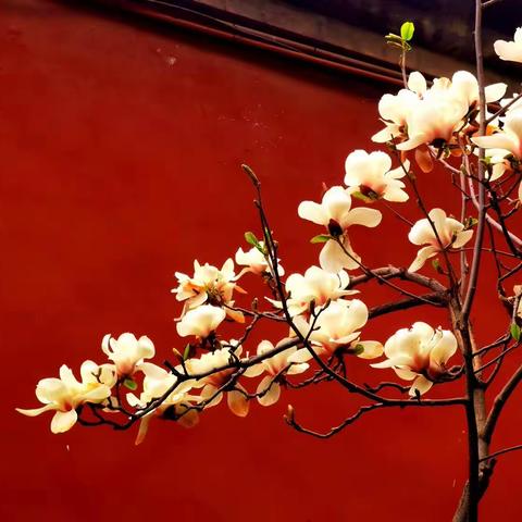 皇帝斋宫祭天礼，护城双河胜紫禁。千种万色花绚丽，暗香流芳苑林碧。