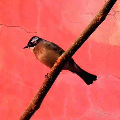 京华头九长空碧，院落灵鸟别样啼！🌹🌻🌺