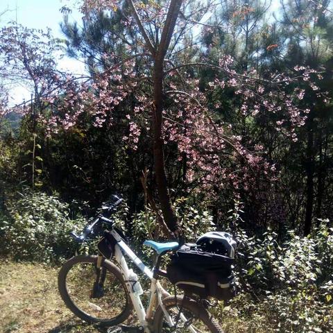 一路花开🌸：樱花雨的时节☔