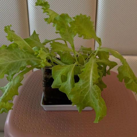 小周同学的植物种植观察日记