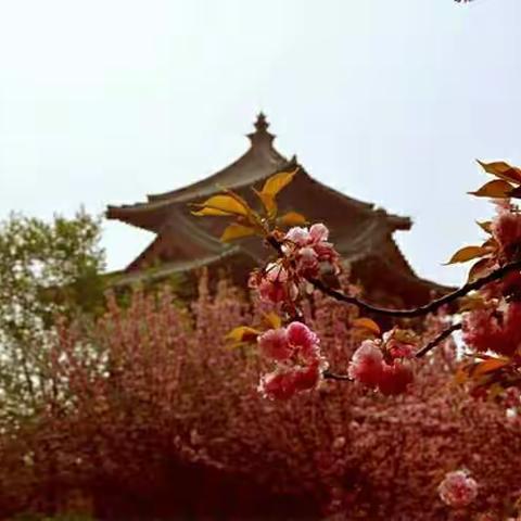 春风春色春满园 樱花浪漫山水间