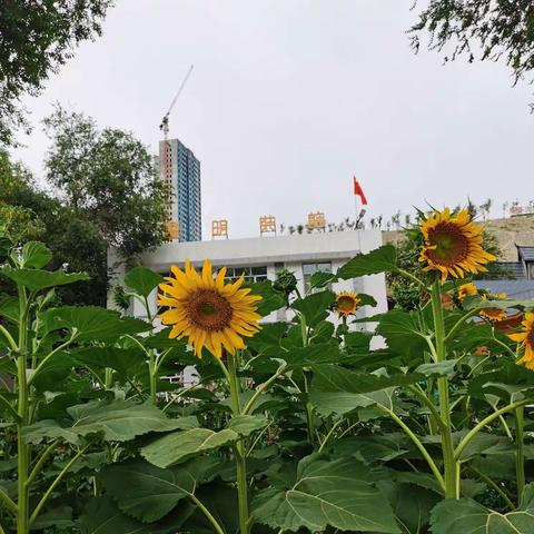 丰县农民新疆打工记：逛逛国际大巴扎