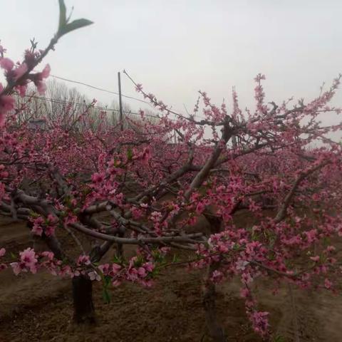 赏桃花