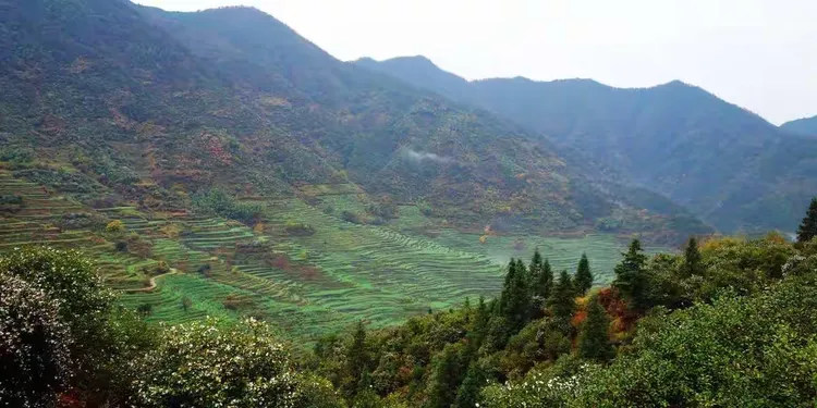 哪里有柿子树苗基地