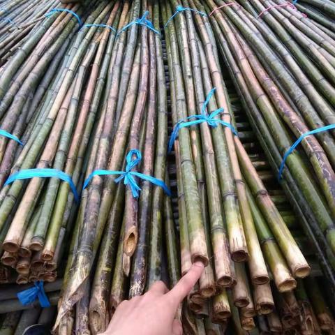 竹类资源:竹子，竹制品，春冬鲜干笋，竹建筑。15573540408李生