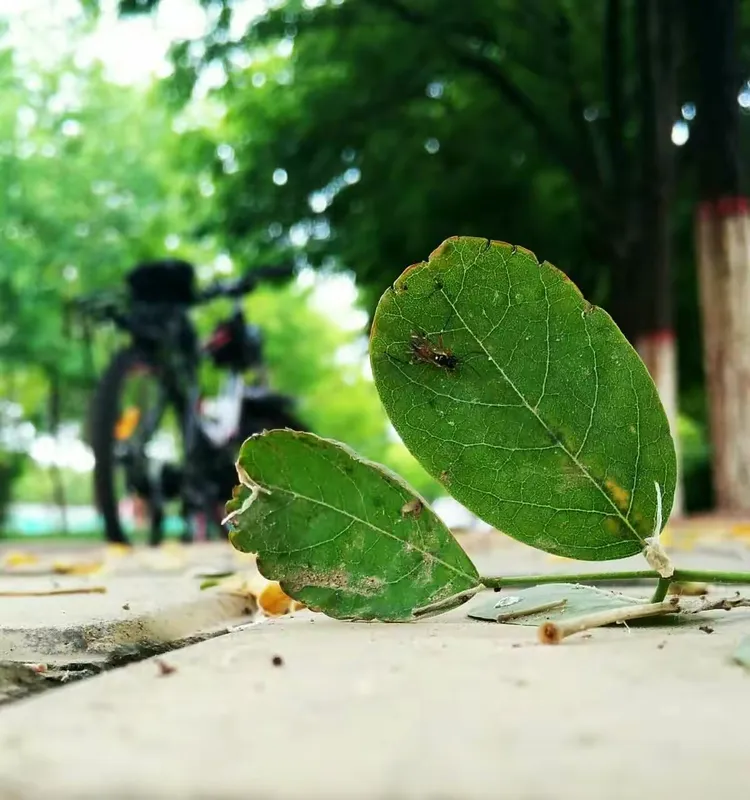 那一抹绿