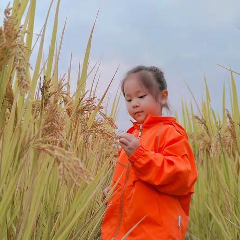 稻花香里说丰年——小班段创意美术《稻香飘飘》