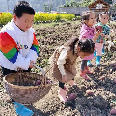 小班段秋收体验活动《收获番薯》