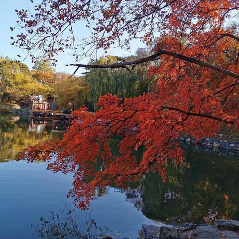 2019-11-7 颐和园周四游如约来到了美丽的最美的园林！