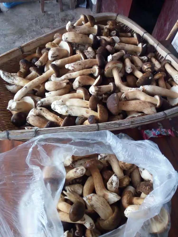 美味的食用菌篇之（羊肝菌）