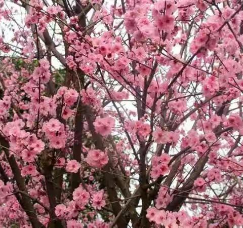 防疫演练落实处，静待花开复学时一一东平街道无盐小学