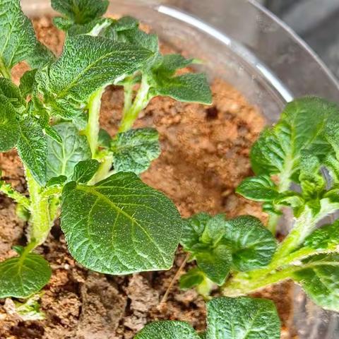 发芽的土豆切块后还能生长吗？