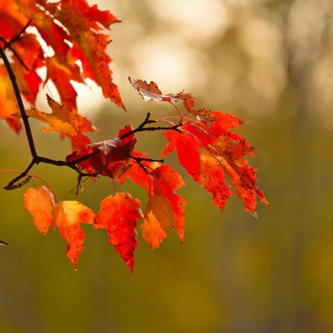 一年一度赏秋叶