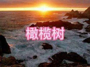 天籁之音《橄榄树》和她的故事                 创 作 : 白 云 生 处