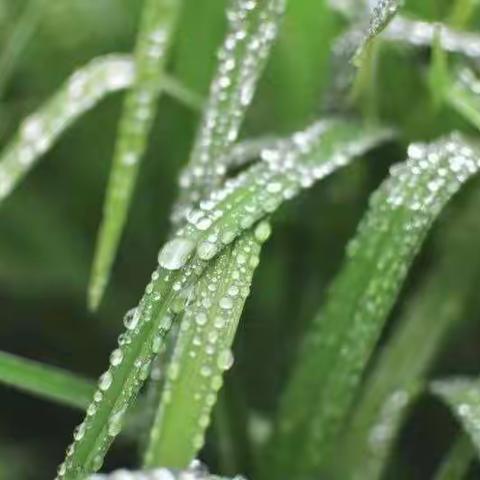 雨水唤春到！——雨水节气