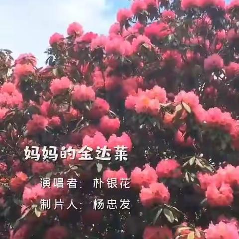 家乡的杜鹃花，妈妈的金达莱