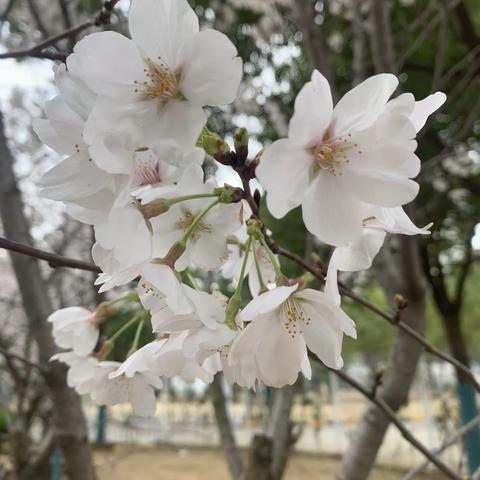 樱花烂漫的季节，真美