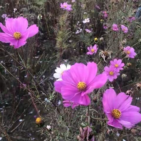 秋去冬来