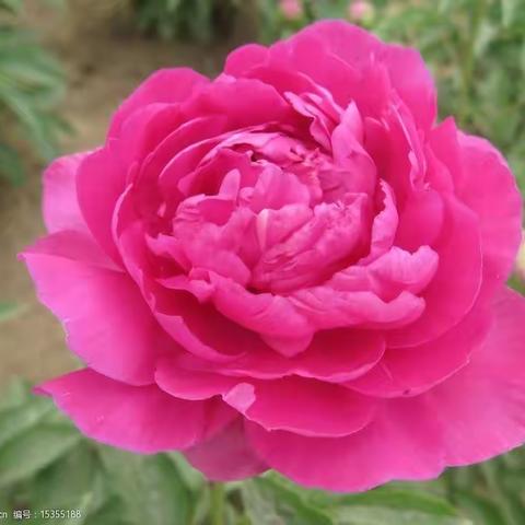 五月飞花——写在“五一节”