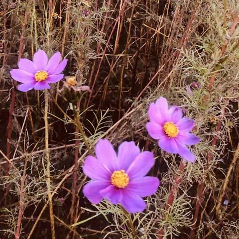 花开深秋