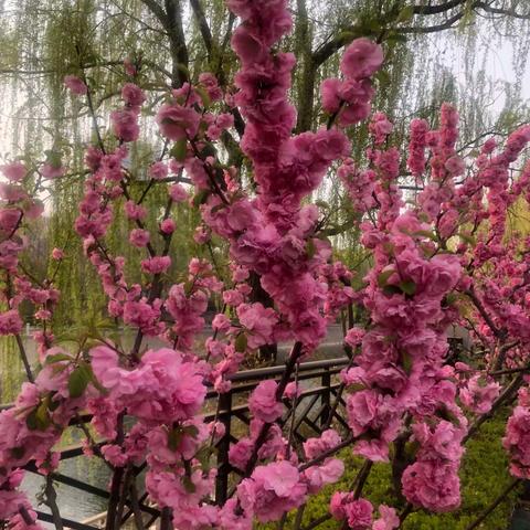 春花酬