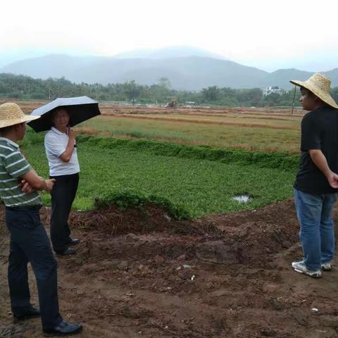 市农业农村局云俊带队指导吉阳区两高标准农田建设项目施工设计变更