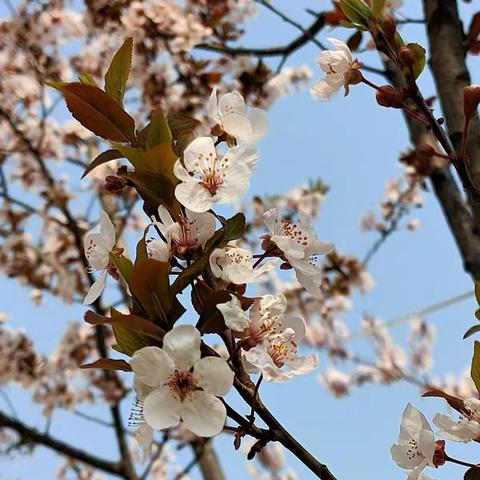 节日营区漫步看花