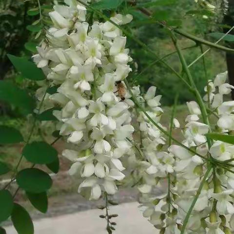 张宗强牌蜂蜜&蜂皇浆