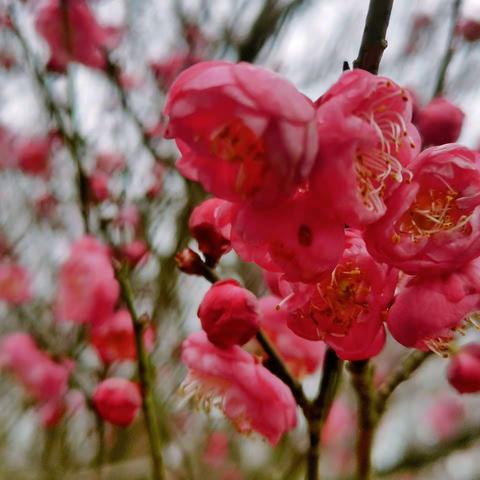 赏花中之魁一一一梅花