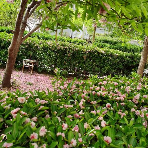 无声嫣红潇潇下，相拥更须再一春。犹似；不雨花犹落，无风絮自飞。