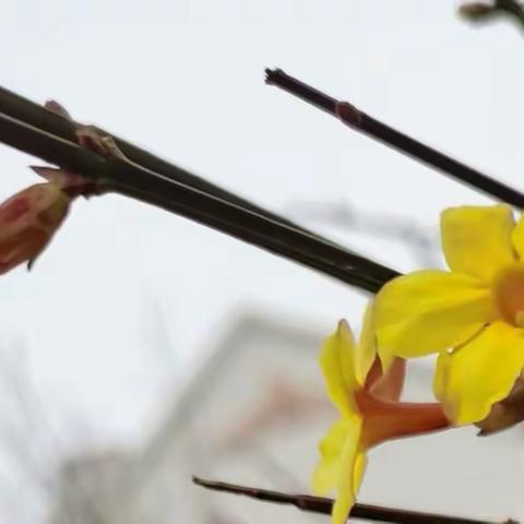 早春