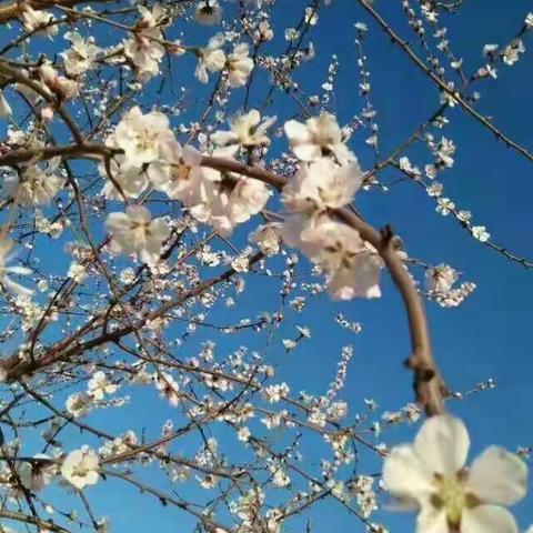 树立良好的自律意识，培养孩子们的感恩思想         ——记西呈各庄小学“果树下的教育”