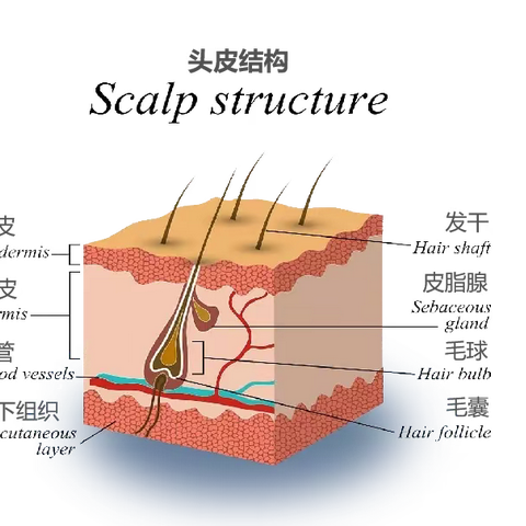 如何养头皮
