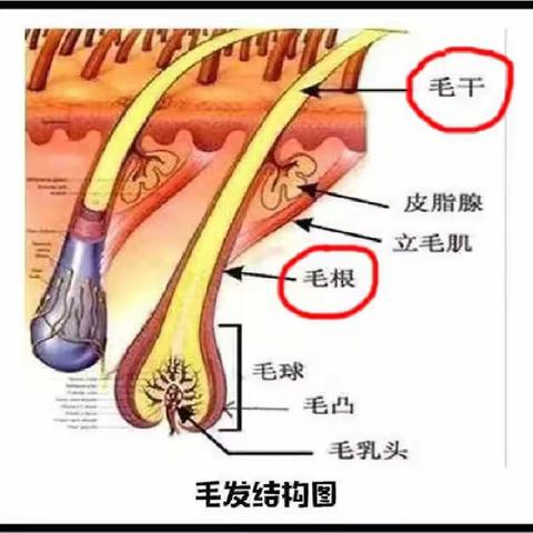 由细微之物见大千世界@头发，相伴生命的始终