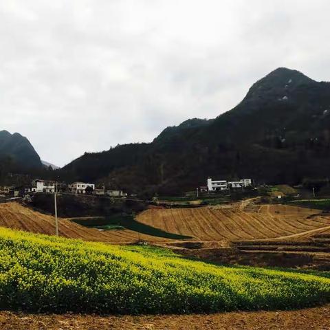 油莱花开