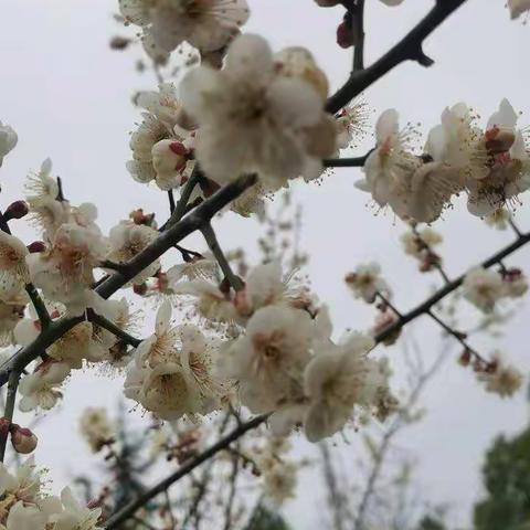 匡河的梅花开了