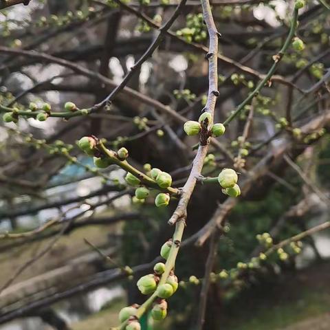 正月里的逍遥津