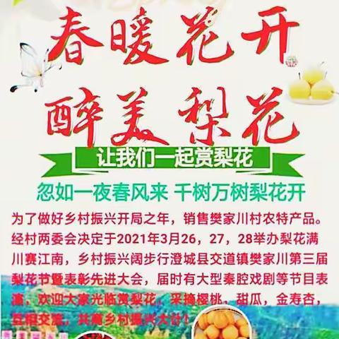 “梨花满川赛江南，乡村振兴阔步行”澄城县交道镇樊家川将于3月25－28日举办第三届梨花节 邀您一起赏梨花